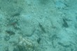 Cuttlefish