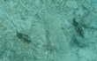 Cuttlefish