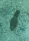 Cuttlefish