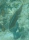 Cuttlefish
