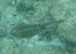 Cuttlefish