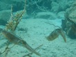 Cuttlefish