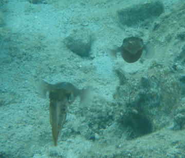 Cuttlefish