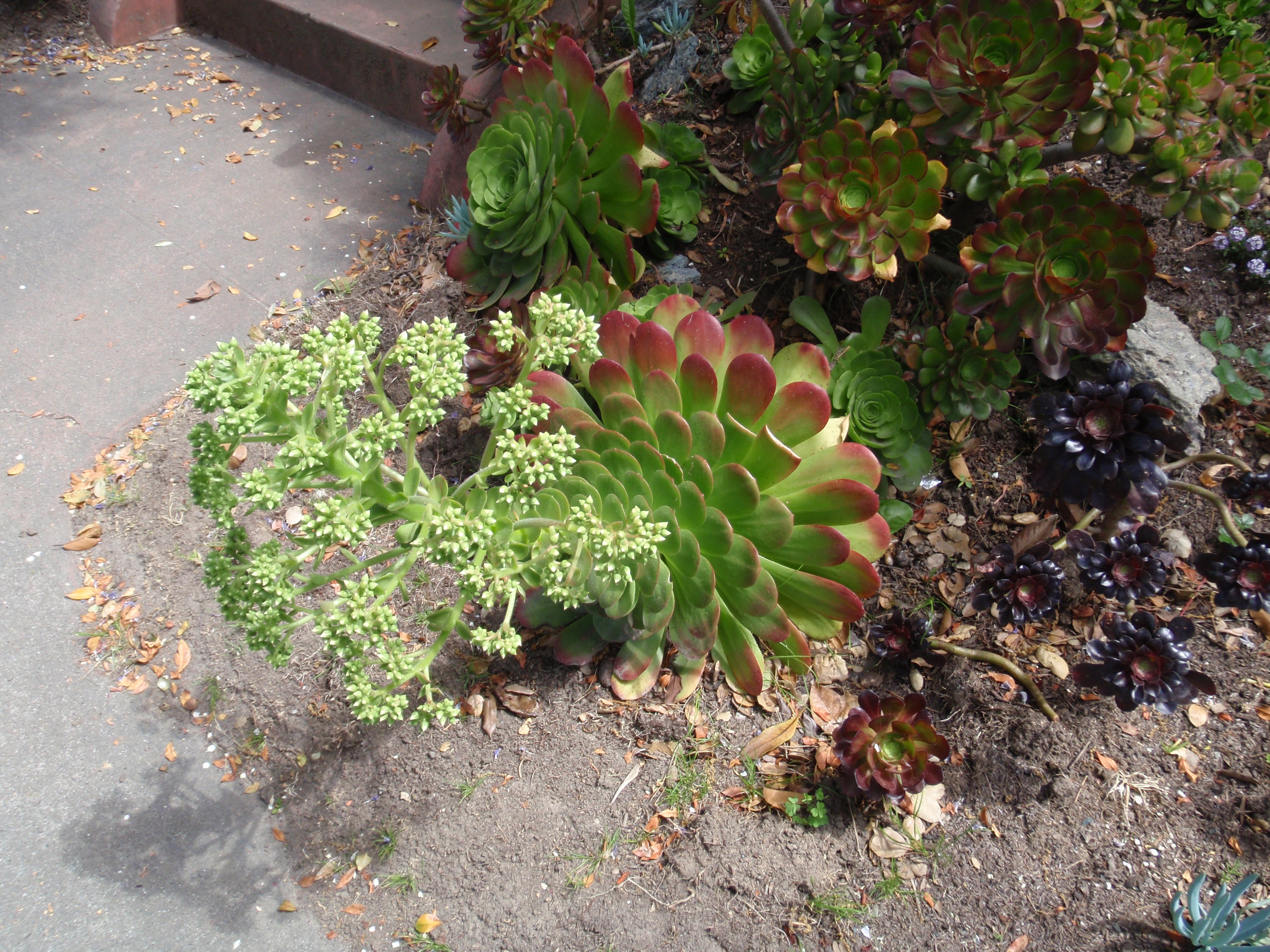 Hen & Chicks, CA style