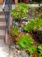 Hen & Chicks, CA style