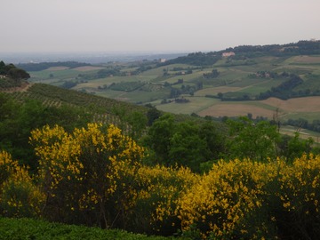 The hills near Dozza