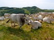 Herd of cattle