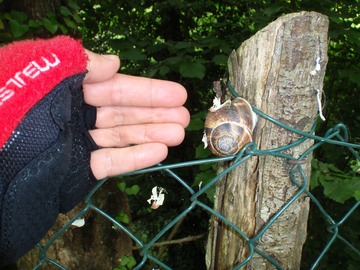 Big snail in Tuscany