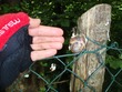 Big snail in Tuscany