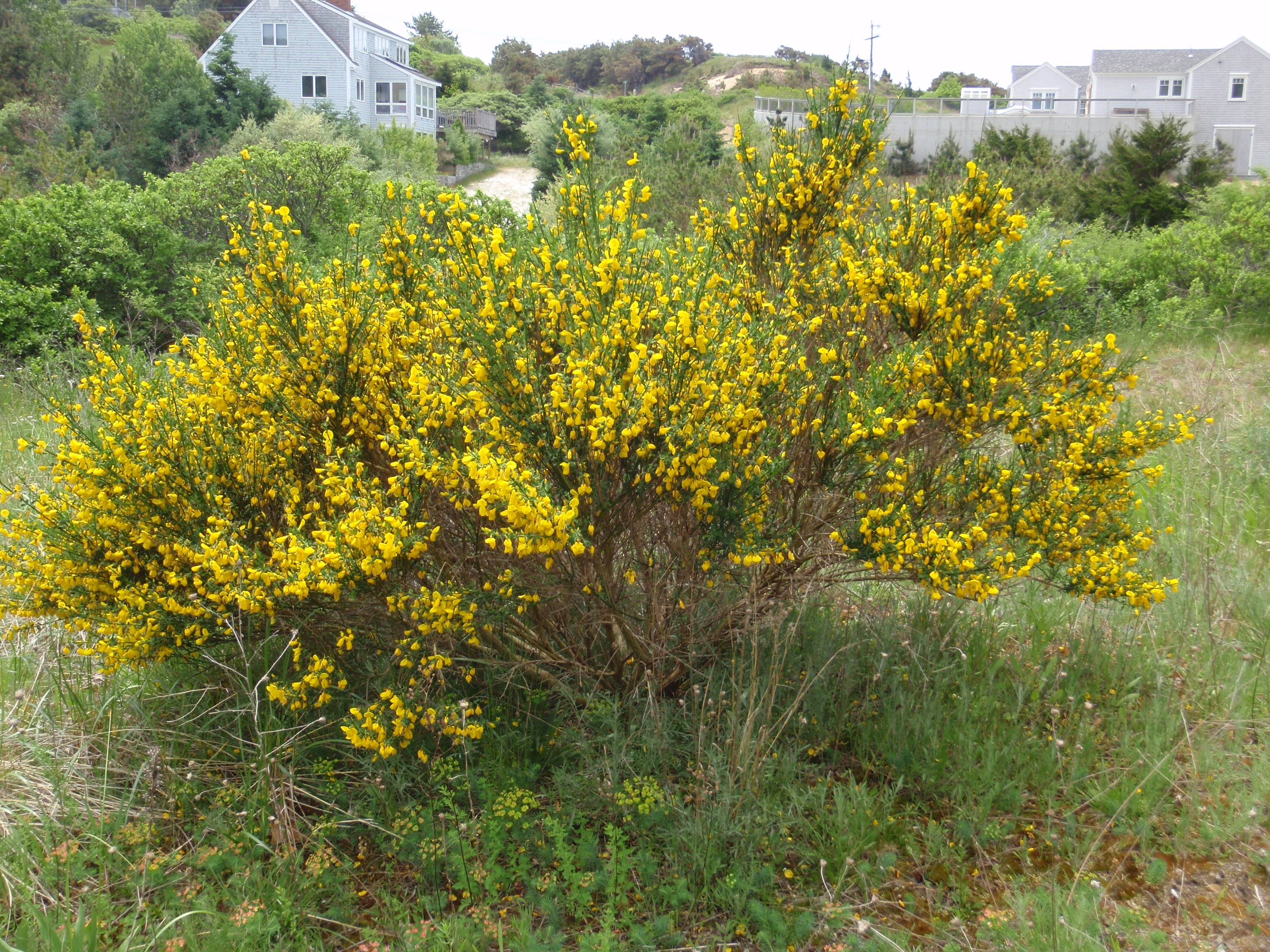 Flowering bush in Truro