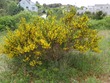 Flowering bush in Truro
