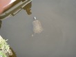 Turtle at the marina