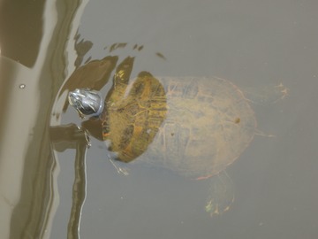 Turtle at the marina