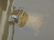 Turtle at the marina