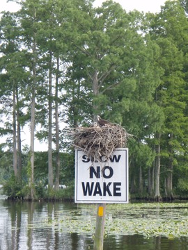 Osprey near the marina