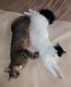 Loving Kitties