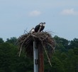Osprey nest with parents & chicks