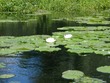 Lily pads up the Sudbury