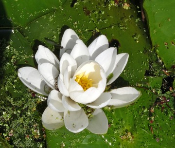 Lily flower and algae