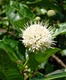 Buttonbush flower
