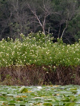 Find the sandpiper!