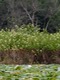 Find the sandpiper!
