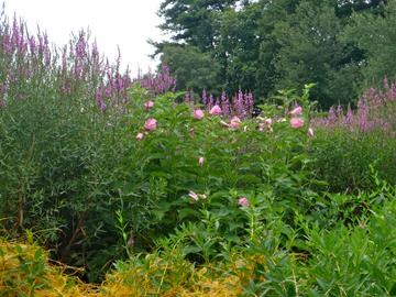 Flowers along the Charles