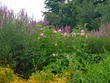 Flowers along the Charles