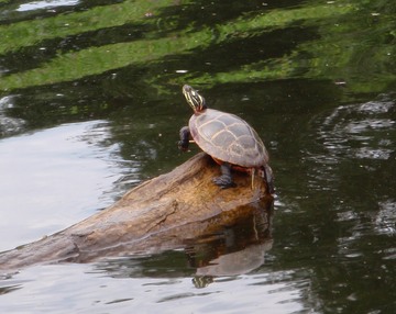 Turtle on the Charles