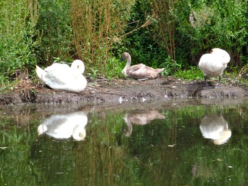 Swan family on the Charles