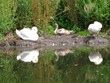 Swan family on the Charles