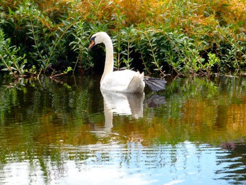 Swan