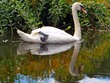 Swan