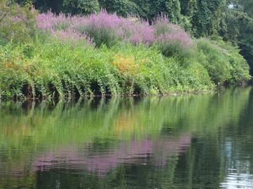 Scenery on the Charles