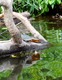 Turtles on the Charles