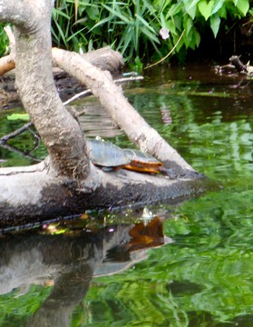 Turtles on the Charles