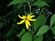 Bug on flower: it's a face!