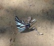 Cool butterfly