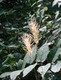 More flora