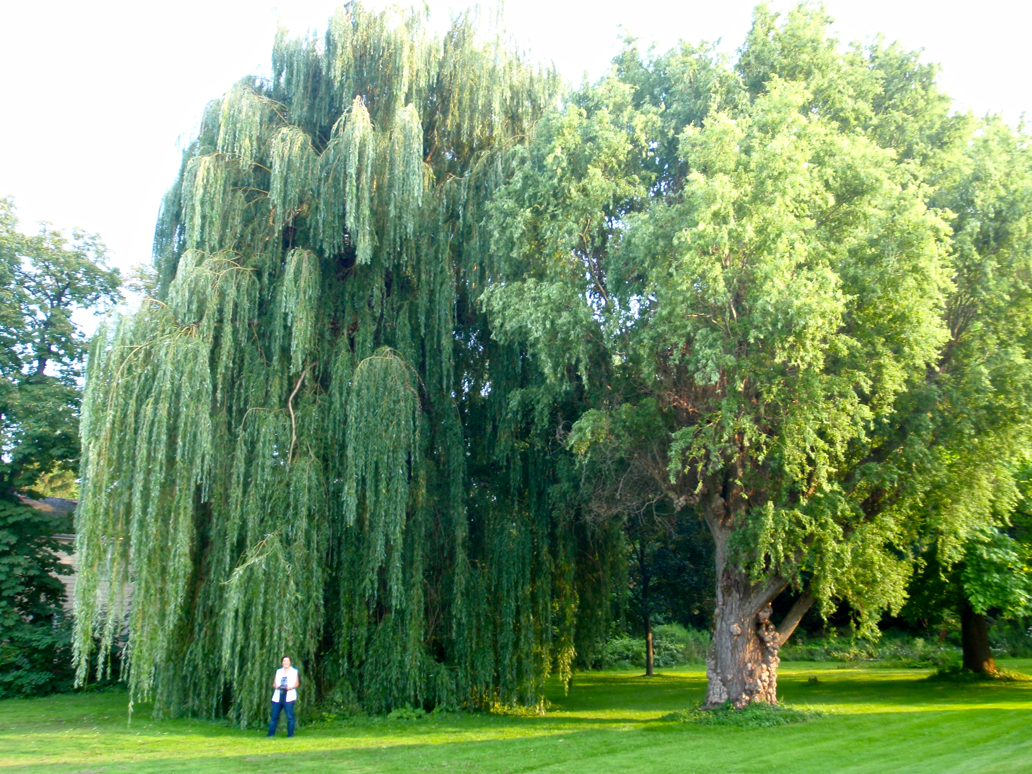 Huge willow in NotL
