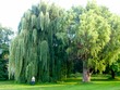 Huge willow in NotL