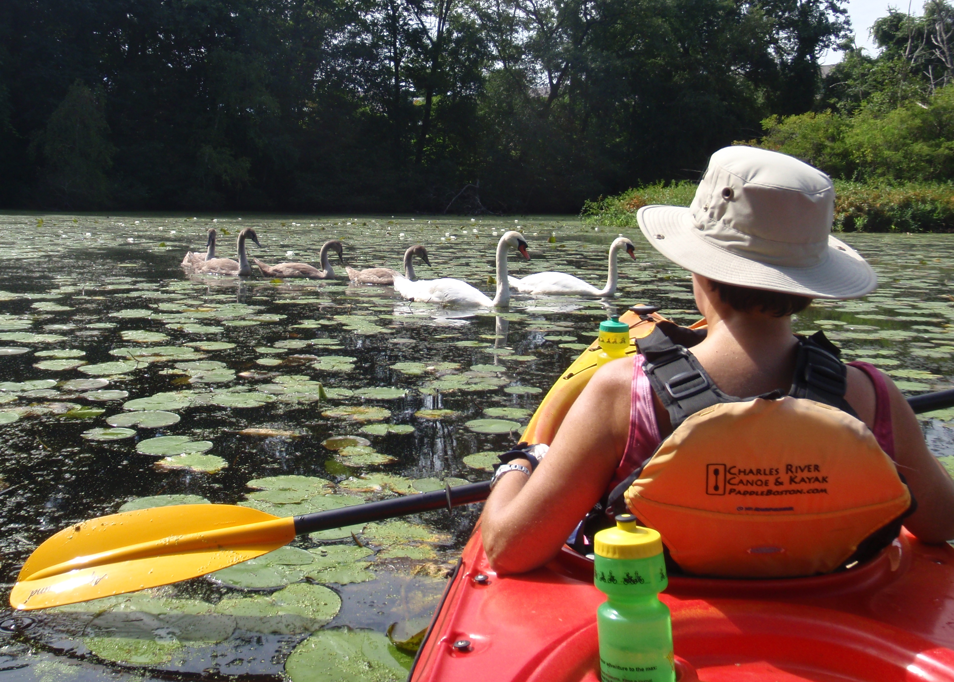 Kathy and swan family