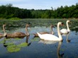 Swan family on Charles river