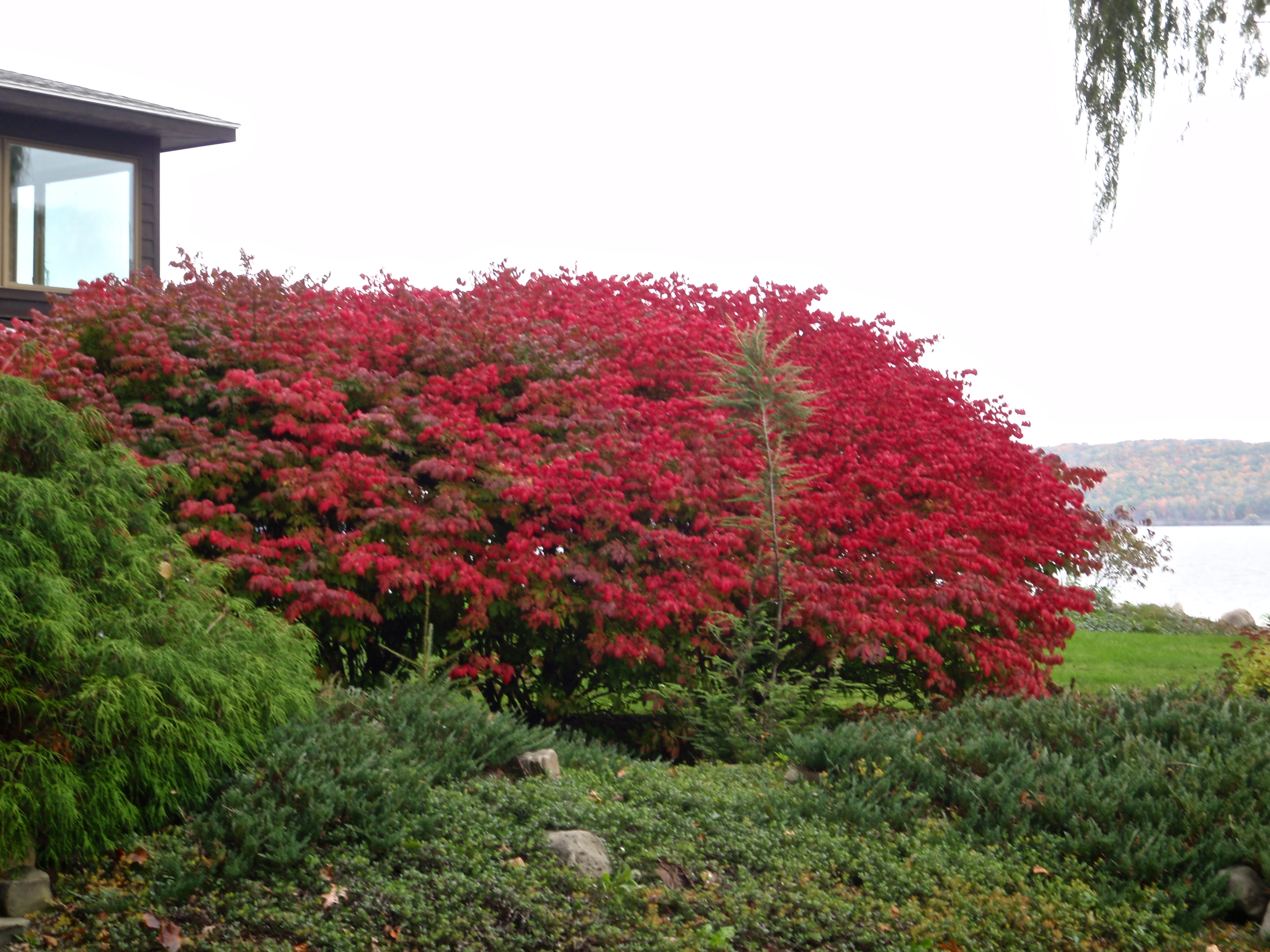 Burning bush in Ithaca