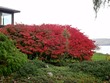 Burning bush in Ithaca