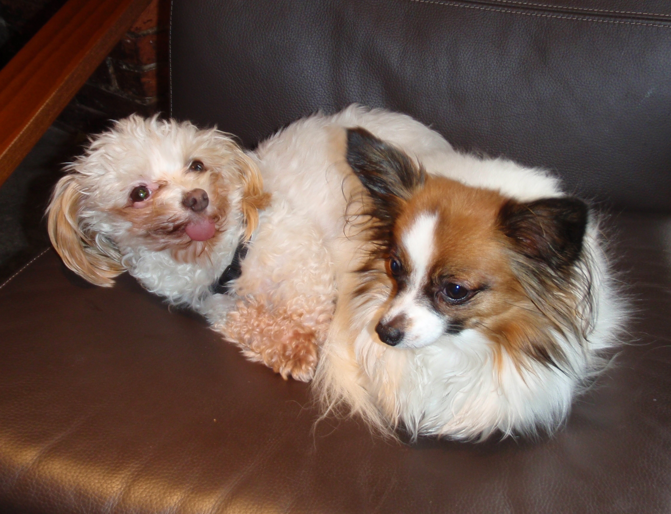 Rosco & Lily