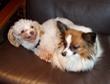 Rosco & Lily