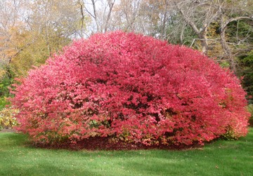 Red bush in Bedford
