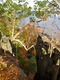 Palisades 1