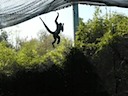 Spider Monkey 1